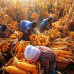 a golden cornfield in sierra leone, african farmers harvesting maize into woven baskets, bright sun, community farming scene, realistic and detailed photography.