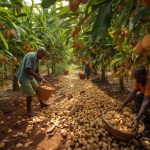 a lush cashew nut farm in sierra leone, african farmers harvesting cashew fruits into baskets, tropical landscape, vibrant colors, natural daylight, realistic photography. (1)