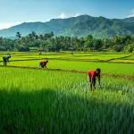 green rice paddies in sierra leone, young farmers planting rice by hand in water, tropical environment, mountains in the background, realistic rural african setting. (5)