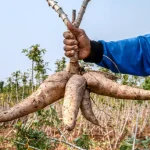 cassava